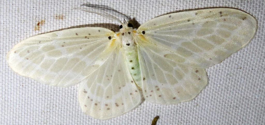 Genusa bigutta