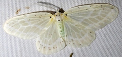 Genusa bigutta