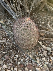 Echinomastus erectocentrus erectocentrus