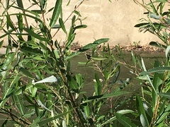 Nymphalis antiopa