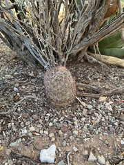Echinomastus erectocentrus erectocentrus