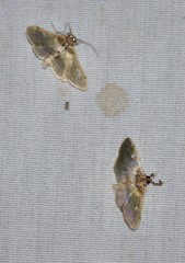Apilocrocis brumalis