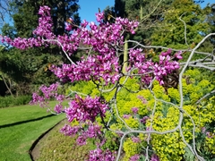 Cercis chinensis