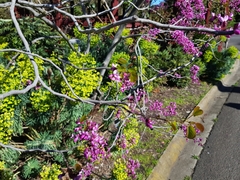 Cercis chinensis
