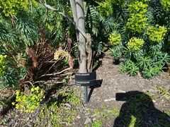 Cercis chinensis