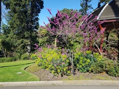 Cercis chinensis