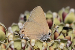 Satyrium ilavia