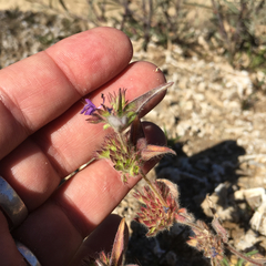 Trichostema rubisepalum