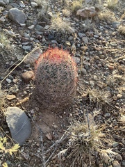 Echinomastus erectocentrus erectocentrus