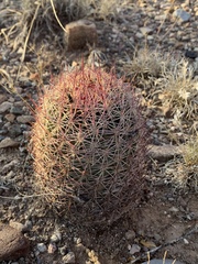 Echinomastus erectocentrus erectocentrus