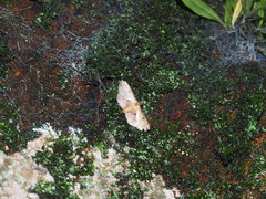 Nacoleia charesalis