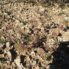Trichostema rubisepalum