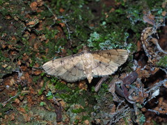 Nacoleia charesalis