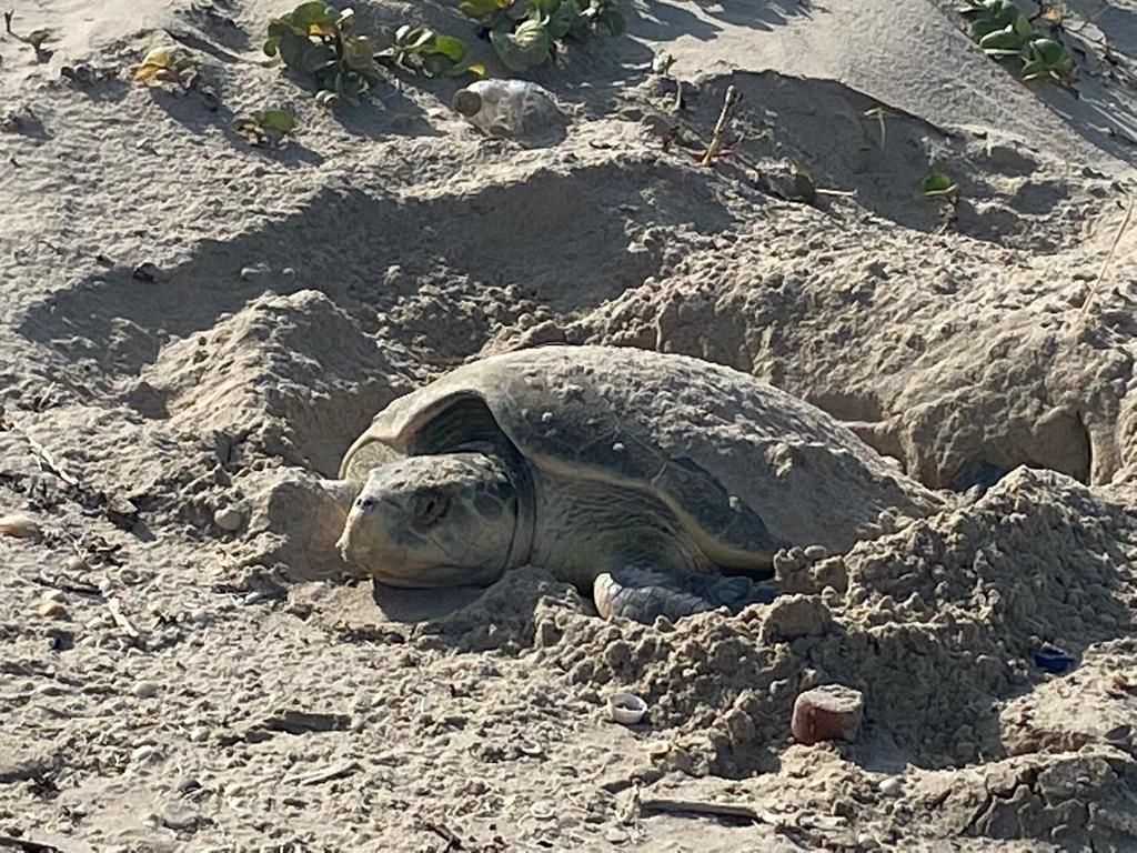 Kemp's ridley turtle digging a nest in dune sand