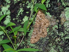 Racotis boarmiaria