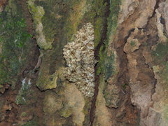 Racotis boarmiaria