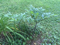 Amorphophallus konjac