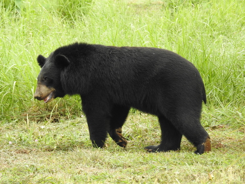 Asian Black Bear