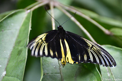 Troides amphrysus