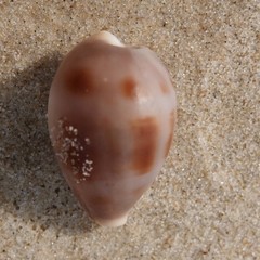 Erronea subviridis