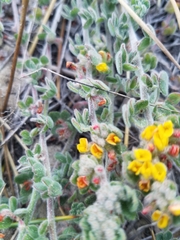 Acmispon heermannii