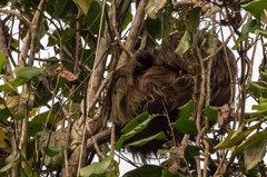 Choloepus didactylus