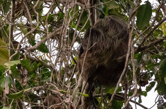 Choloepus didactylus