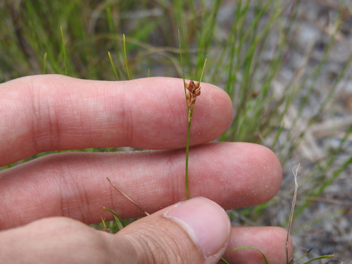 plumed beaksedge (Rhynchospora plumosa)