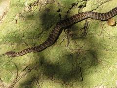 Gloydius intermedius