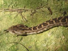 Gloydius intermedius