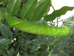 Clanis bilineata