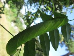 Clanis bilineata