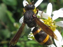 Orancistrocerus drewseni