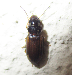Platymetopus figuratus
