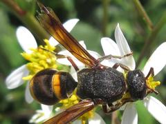 Orancistrocerus drewseni