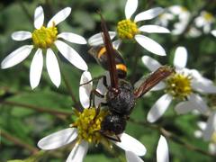 Orancistrocerus drewseni