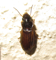 Platymetopus figuratus