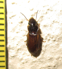Platymetopus figuratus