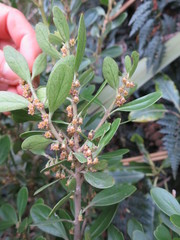 Melicytus orarius