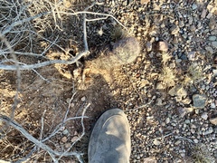 Echinomastus erectocentrus