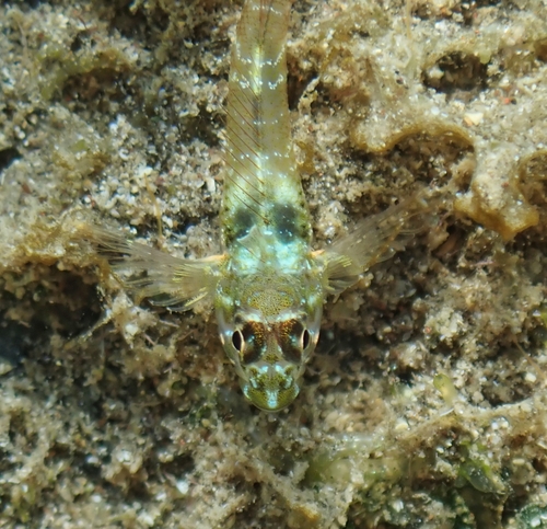 Manyband triplefin (Axoclinus multicinctus) — Tripterygiidae — 3