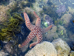 Pisaster giganteus