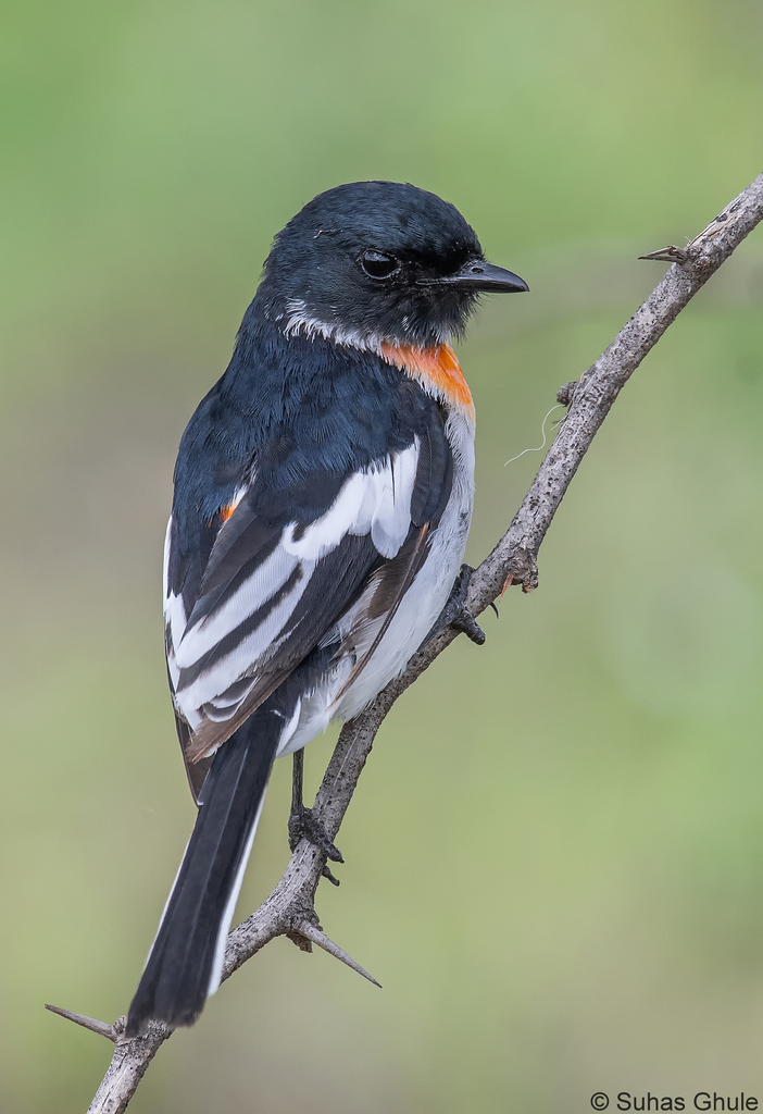 White-Bellied Minivet