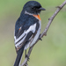 White-bellied Minivet - Photo (c) suhasghule, some rights reserved (CC BY-NC)