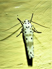 Ethmia kagamegensis
