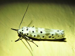 Ethmia kagamegensis
