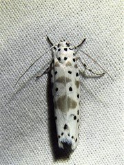 Ethmia kagamegensis