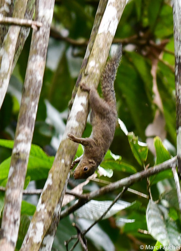 Low's Squirrel