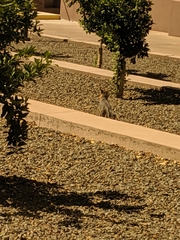 Urocyon cinereoargenteus