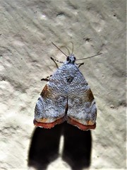 Anthophila